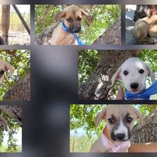 Rose, Neve, Gioia… e il sogno di un abbraccio per sempre