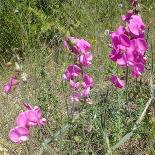 Lathyrus latifolius. Nome italiano: cicerchia a foglie larghe. Nome sardo: pisu fa, denti becciu, denti di 'eccia, fravaria, basoleddu, chericu, cherigu, pisu de colore, piseddu areste. Español: guisante salvaje, guija loca, gallito, arvejana. Lathyrus latifolius. Nome italiano: cicerchia a foglie larghe. Nome sardo: pisu fa, denti becciu, denti di 'eccia, fravaria, basoleddu, chericu, cherigu, pisu de colore, piseddu areste. Español: guisante salvaje, guija loca, gallito, arvejana.