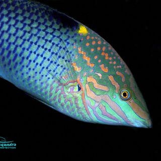 Fotogruppo Riflessi ad Occhieppo Superiore: un viaggio tra i fondali marini con le immagini di Clemente Acquadro - Foto di Clemente Acquadro