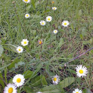 Bellis sylvestris. Nome italiano: Pratolina autunnale. Nome sardo: Magaridda, magaritedda. Español: Bellorita. Consolida minore, margherita. Fiore fotografato in autunno in località "Mudeju", comune di Romana.