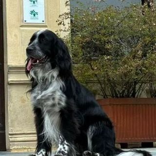 Appello per Olmo: aiutiamolo a tornare a casa