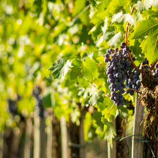 Regione Piemonte, ulteriori risorse per la vitivinicoltura: 19 milioni per promozione e turismo