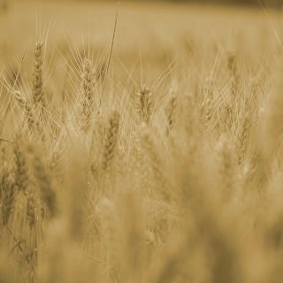 Agricoltura, dalla Regione 2,8 milioni di euro in più per innovazione e ricerca (foto di repertorio)