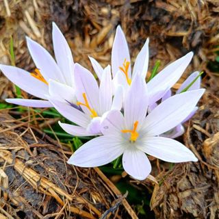 I "Crocus", primi segnali di primavera a Tollegno FOTO Paolo Rosazza Pela