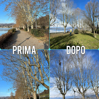 Viverone, al via la potatura dei platani: il legno diventa rifugio per i pesci del lago (foto dalla pagina Facebook di Viverone Insieme)