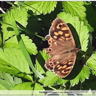 Biodiversità nel Biellese: un dono dei Sardi alla terra di adozione: Marzo
