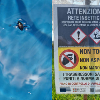Popilia Japonica, 3 anni di ricerca: a Biella i risultati del progetto “Dante” sull’uso di droni in vigneto (foto di repertorio)