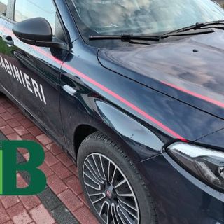 Scontro auto-bici a Vigliano, jeep travolge capriolo a Sostegno (foto di repertorio)