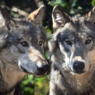 Campiglia Cervo, incontro con la popolazione: focus sui lupi