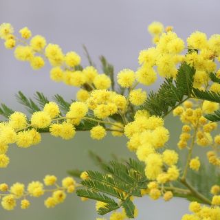 8 Marzo a Valdengo, al Polivalente un pranzo per onorare il valore delle donne