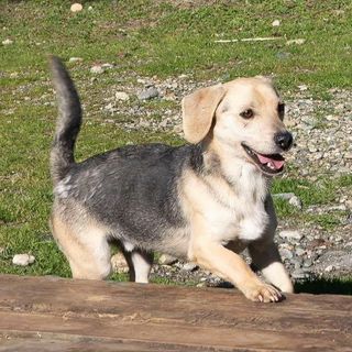 Ci sono tanti cani ma ci sono anche io Rocky! mi porti a casa con te?