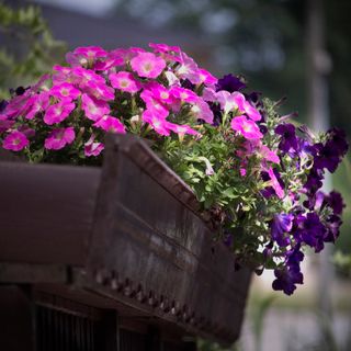 Gaglianico punta a diventare il “Borgo dei Fiori”
