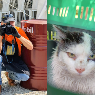 Dall’emergenza alla gestione: nel Biellese un osservatorio per monitorare le colonie feline