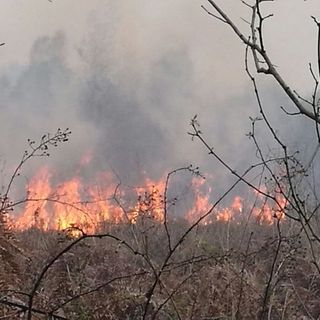 revoca incendi boschivi