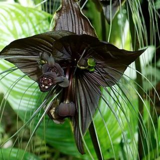 Se osate avventurarvi all’aria aperta, potreste fare degli strani incontri