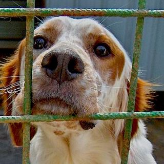 Sono quattro i cani morti a Ponderano