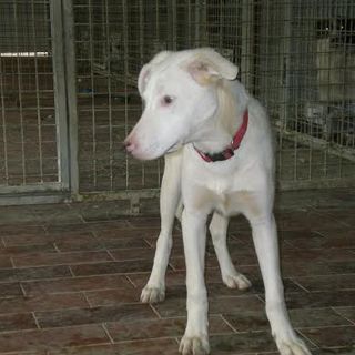 Dolcissimo cucciolo bianco in cerca di un'adozione
