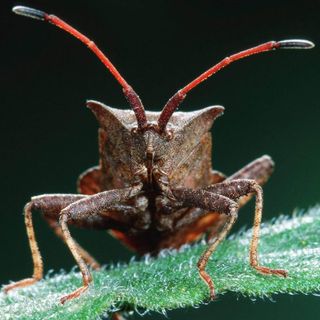 La "vespa samurai" contro la cimice asiatica