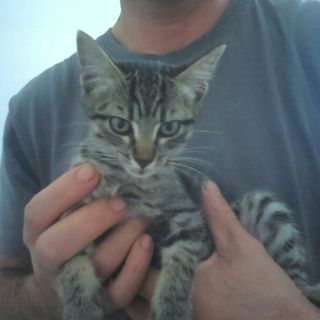 Una micetta cerca casa