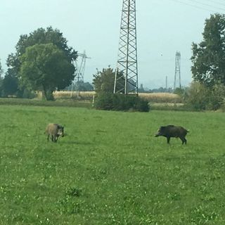 I due cinghiali di Gaglianico sono stati visti a Sandigliano