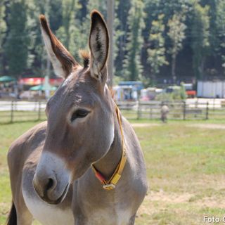 Foto Catia Ciccarelli