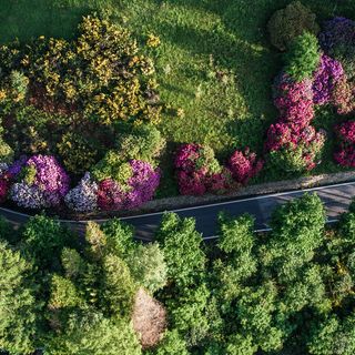 Oasi Zegna, tornano le fioriture nella splendida conca dei rododendri