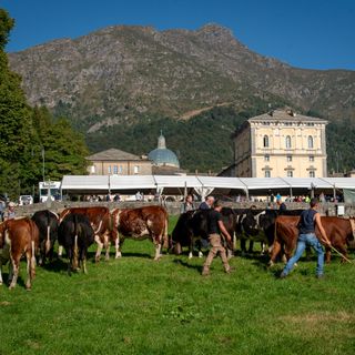Obiettivo sabato al raduno zootecnico: la Pezzata Rossa di Oropa al prato delle Oche.