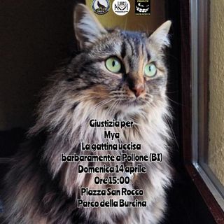 “Giustizia per Mya”, a Pollone una manifestazione per la gatta uccisa a calci