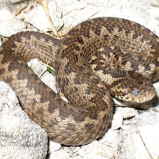 Morso di vipera, cosa fare e cosa no