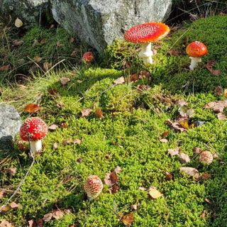 “I Bioindicatori, Le spie dei Porcini“, cosa sono e come imparare a leggere il bosco