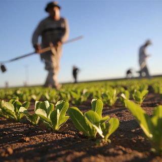 Psr Piemonte: Erogati altri 9 milioni di euro di contributi a 900 aziende agricole piemontesi