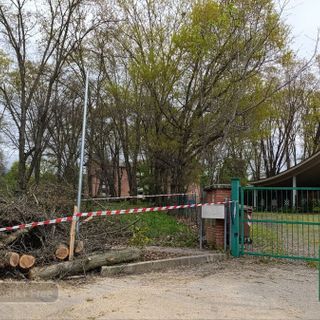 Albero crolla davanti all’asilo di Lorazzo: tragedia sfiorata