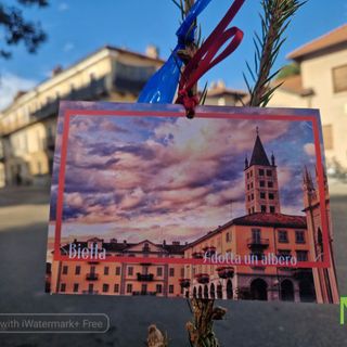 Gli abeti di "Decora e adotta un albero" sono arrivati anche a Chiavazza