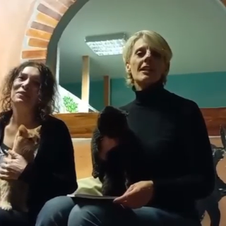 Un tè e un libro per aiutare i gatti di Miciolandia