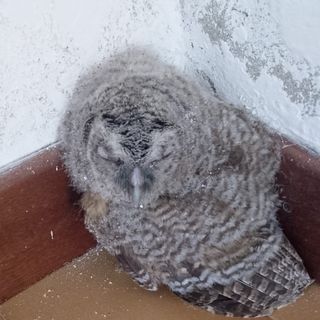 Tre allocchi ai primi voli entrano in una casa a Magnano. Recuperati e liberati