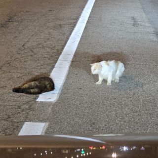 Esiste l’amicizia tra gli animali? La testimonianza di un sostenitore di Gattopoli.