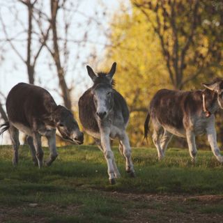 Il mondo degli…..Asinelli (Parte 2)