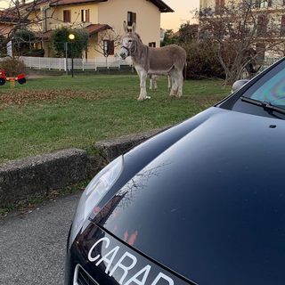 asini carabinieri