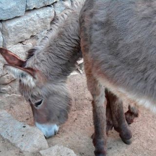 Immagine di repertorio