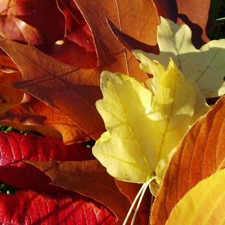 Foliage 2017, alla scoperta delle leggende dei boschi dell’Alta Valle del Cervo
