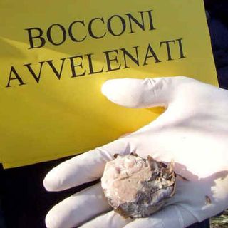 bocconi avvelenati