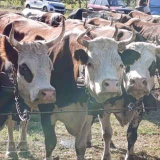 Oggi a Borriana la Prima Edizione della Fiera Zootecnica, Agricola e dell’Artigianato FOTO di Baù per newsbiella.it