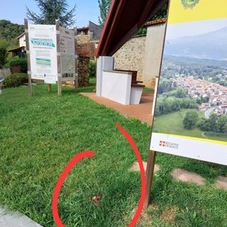 Deiezioni canine, nuovo episodio a Torrazzo