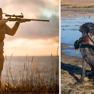 Il Tar ha deliberato: la caccia continua, a eccezione di quattro specie.
