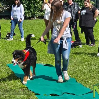 Piccoli "giudici" per decretare il cane più simpatico alla festa del Villaggio Trossi - Foto e Video Rasolo per newsbiella.it