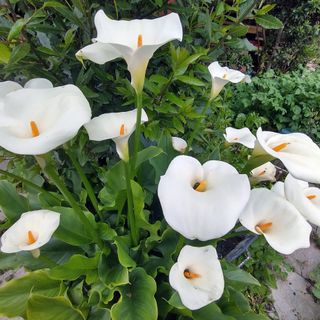 Nell’immagine, Zantedeschia aethiopica. Nome italiano: Calla, Giore della pace, Giglio del Nilo Nome sardo: Calla, Trumbas