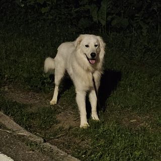 Vaga sulla provinciale a Valle San Nicolao. Di chi è?