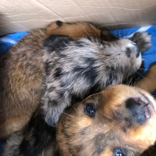 Valle Elvo, operatore Seab trova tre cuccioli in un cassonetto dei rifiuti