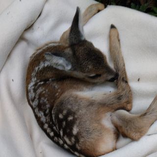"Non toccate i piccolo di capriolo, gli costerebbe la vita"