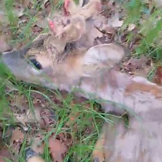 Donato: salvato un capriolo intrappolato in una recinzione elettrica, sta bene